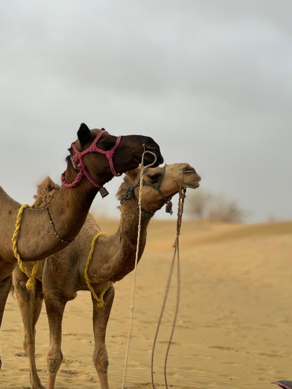 Thar View Hotel Jaisalmer Exterior foto